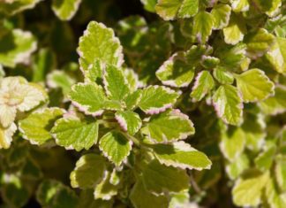 Swedish Ivy – 4 Intense Varieties Of Plectranthus Swedish Ivy