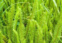 Sword Fern Plus 7 Great Ferns To Grow Sword Fern