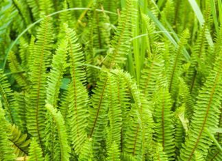 Sword Fern Plus 7 Great Ferns To Grow Sword Fern
