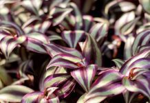 Tradescantia Information Plus 19 Fine Varieties Tradescantia