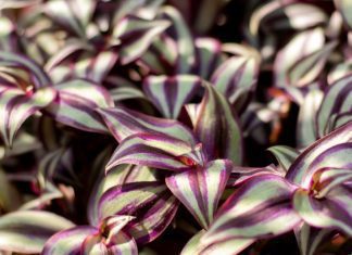 Tradescantia Information Plus 19 Fine Varieties Tradescantia