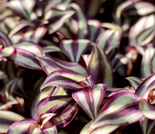 Tradescantia Information Plus 19 Fine Varieties Tradescantia