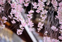 Weeping Cherry Tree Growing And Planting Tips Weeping Cherry