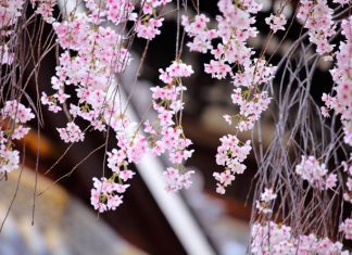 Weeping Cherry Tree Growing And Planting Tips Weeping Cherry