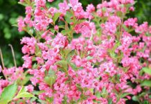 Weigela Growing And Care Information Weigela