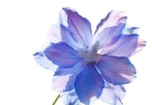 Delphinium Flowers Care And 6 Clear Growing Tips delphinium