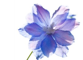Delphinium Flowers Care And 6 Clear Growing Tips delphinium