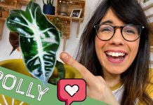 Alocasia Plant Facts And 4 Easy Growing Tips