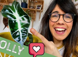 Alocasia Plant Facts And 4 Easy Growing Tips