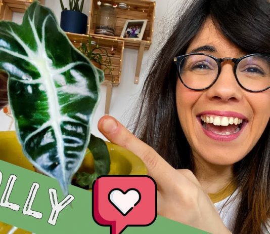 Alocasia Plant Facts And 4 Easy Growing Tips
