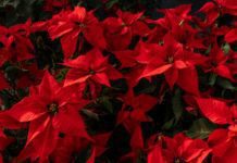 Poinsettia Growing And Care Information And Tips poinsettia