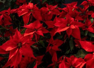 Poinsettia Growing And Care Information And Tips poinsettia