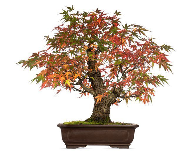 Acer japonicum bonsai