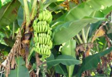 Banana Tree And 1 Essential Tip For Growing Indoors Banana Tree