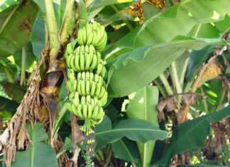 Banana Tree And 1 Essential Tip For Growing Indoors Banana Tree