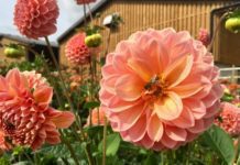 Bee Garden Importance Plus 5 Awesome Strategies To Draw Bees Into Your Garden Bee Garden