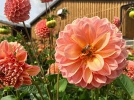 How to Create a Bee Garden: Best Plants, Water, Habitat & Bee Houses Bee Garden