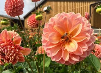 Bee Garden Importance Plus 5 Awesome Strategies To Draw Bees Into Your Garden Bee Garden