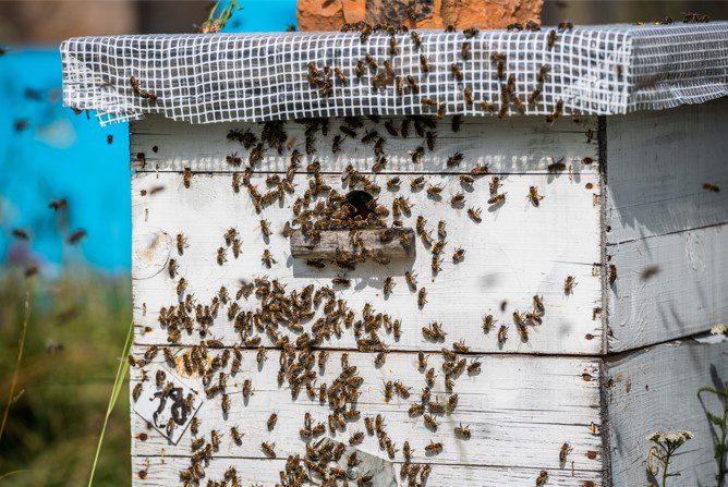 Bee Garden Hive