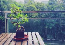 Bonsai Tree Info Plus 3 Magnificent Bonsai Varieties Bonsai Tree