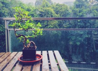 Bonsai Tree Info Plus 3 Magnificent Bonsai Varieties Bonsai Tree