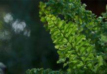 Boston Fern Care And Propagation Tips Boston Fern