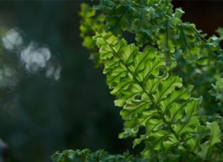 Boston Fern Care And Propagation Tips Boston Fern