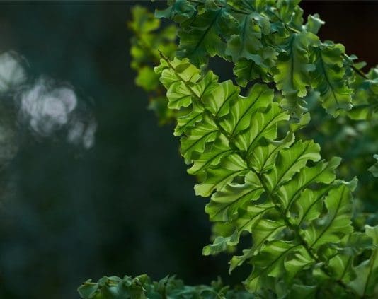 Boston Fern Care And Propagation Tips Boston Fern