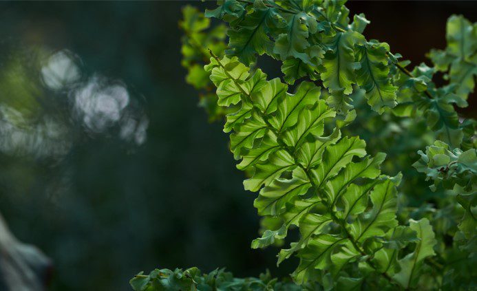 Boston Fern