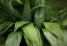 Cast Iron Plant Is 1 Carefree Houseplant That Grows In Any Soil Cast Iron Plant