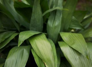 Cast Iron Plant Is 1 Carefree Houseplant That Grows In Any Soil Cast Iron Plant