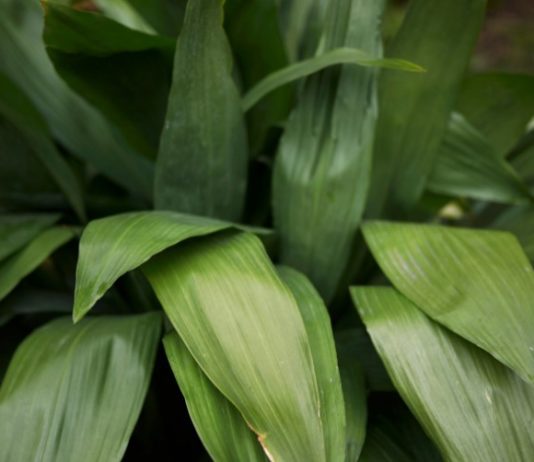 Cast Iron Plant Is 1 Carefree Houseplant That Grows In Any Soil Cast Iron Plant