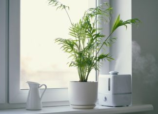 Chamaedorea seifrizii Growing Tips And Characteristics Chamaedorea seifrizii