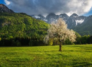 Cherry Tree Information Plus Essential Grow And Care Tips Cherry Tree