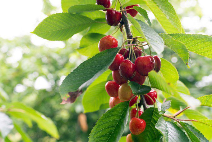 Cherry tree with ripe cherries