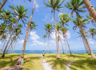 Coconut Tree Growing From Store Bought Coconut, 6 Easy Steps Coconut Tree