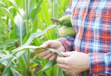 Corn Stalk Issues With Corn Tillers Affecting Yield Corn Stalks