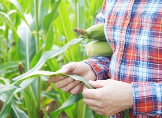 Corn Stalk Issues With Corn Tillers Affecting Yield Corn Stalks
