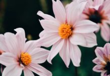 Cosmos Flower And 5 Magnificent Varieties Cosmos flower