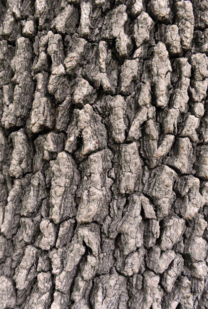 Elm Tree Bark
