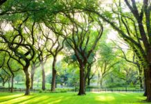 Elm Trees Number 1 Rotting Cause In North America Elm Trees