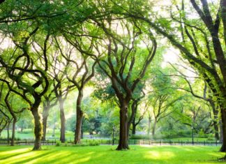 Elm Trees Number 1 Rotting Cause In North America Elm Trees
