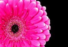 Growing Vibrant Gerbera Daisies Gerbera Daisy