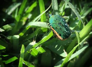 June Beetle or June Bug – 10 Quick Things To Know About June Beetles June Beetle