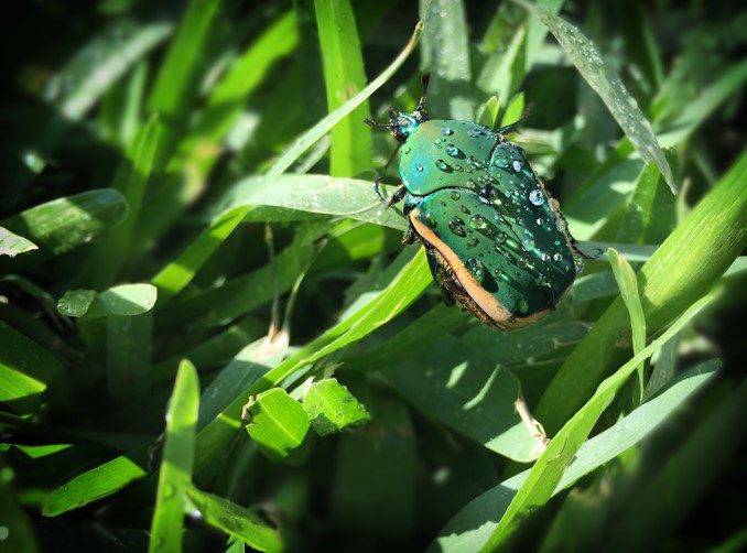 June Beetle