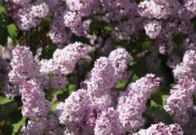 Lilac Bushes And 4 Most Beautiful Lilac Plants To Purchase Lilac