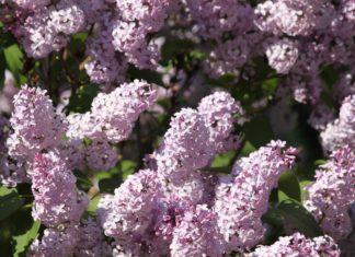 Lilac Bushes And 4 Most Beautiful Lilac Plants To Purchase Lilac
