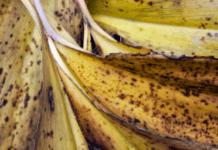 Lily Of The Valley Leaves Turning Yellow Info: Rule No.1 Planting Tip Lily Of The Valley Leaves Turning Yellow