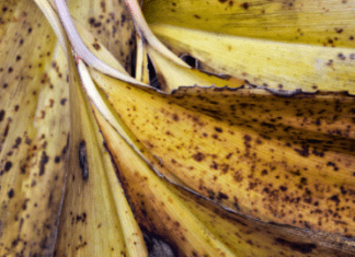 Lily Of The Valley Leaves Turning Yellow Info: Rule No.1 Planting Tip Lily Of The Valley Leaves Turning Yellow