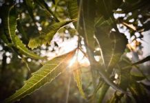 Neem Tree: 3 Amazing Benefits Of Neem Tree Neem Tree